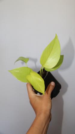 Sadnice - sobne biljke: Epipremnum aureum Neon